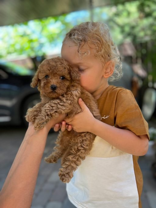 Maltipoo Adoption Home