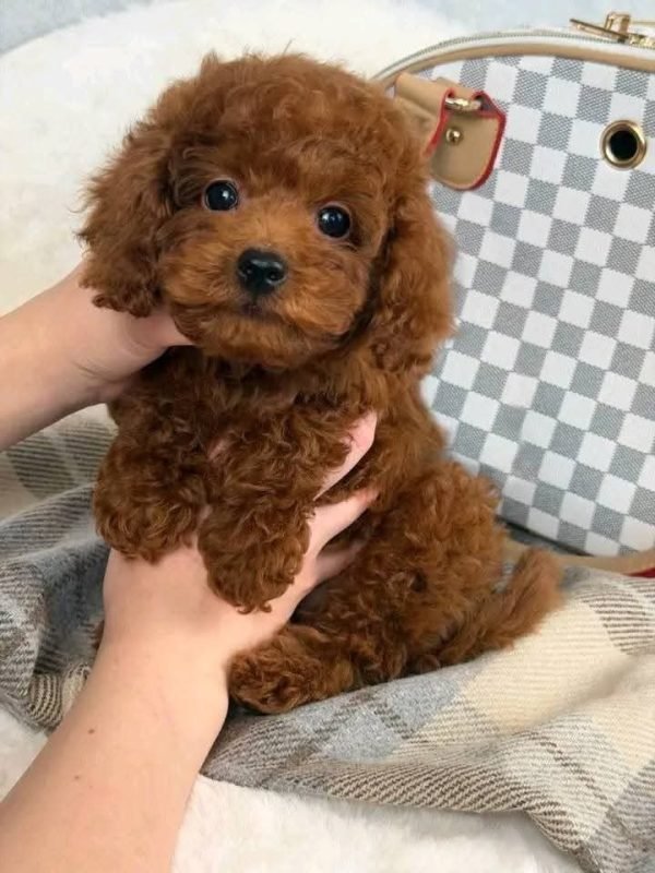 Ella, Maltipoo