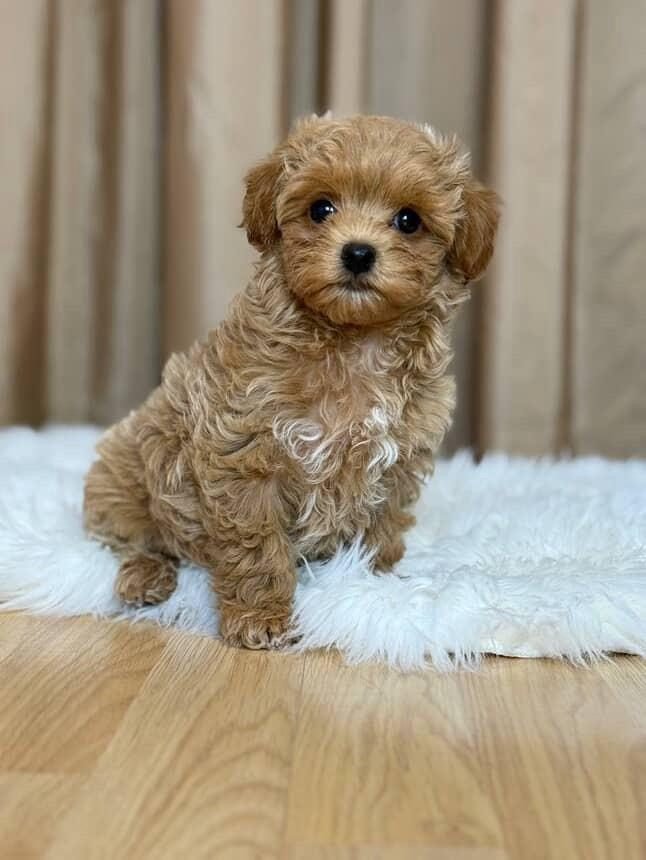 Denzel