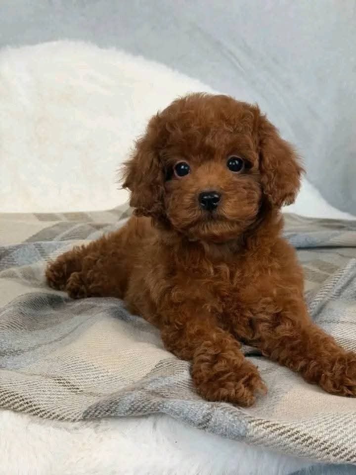Ella