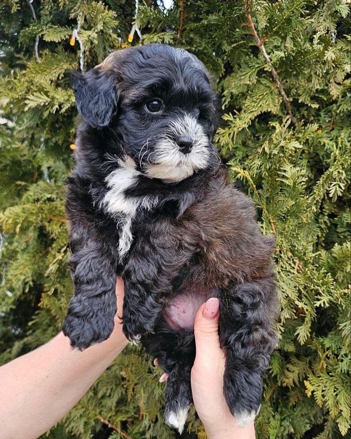 Sula