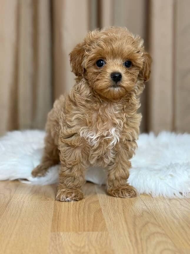 Denzel