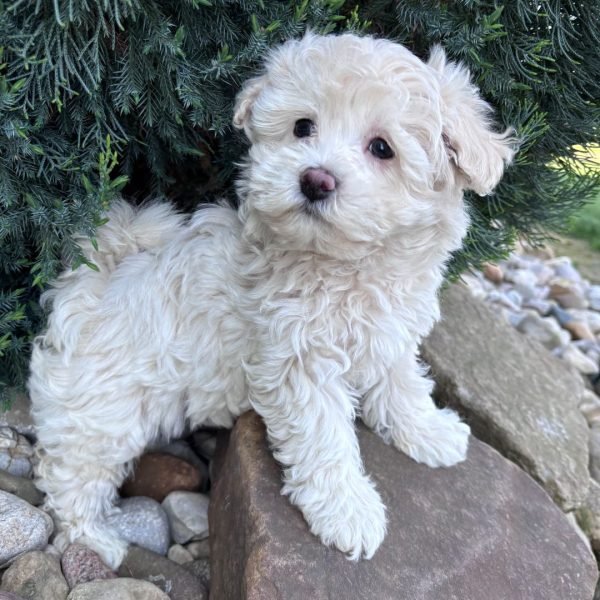 Daniel, Maltipoo
