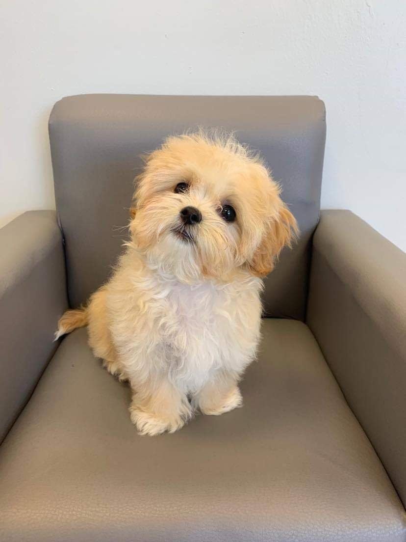 Max