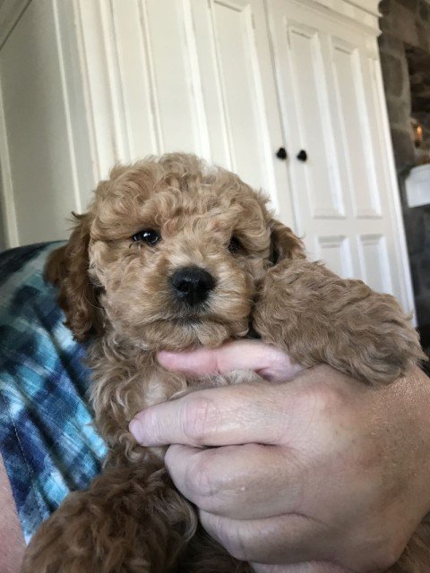 Michael Roberts's puppy