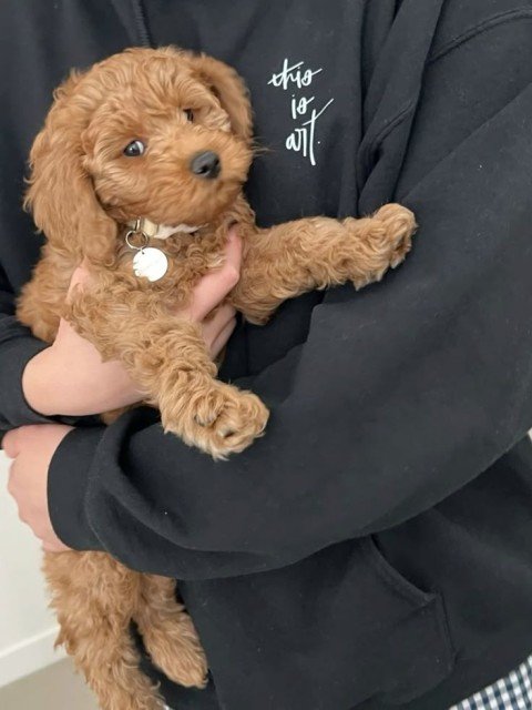 Sarah Mitchell's puppy