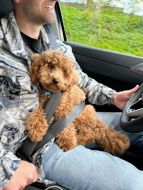 James Thompson's puppy
