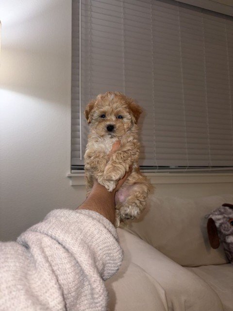 Ryan Bennett's puppy