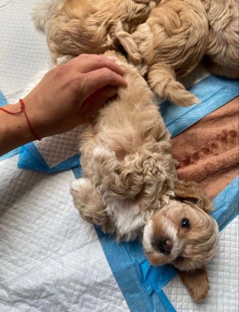 Sophia Laurent's puppy