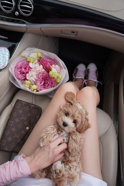 Daniel Hughes's puppy