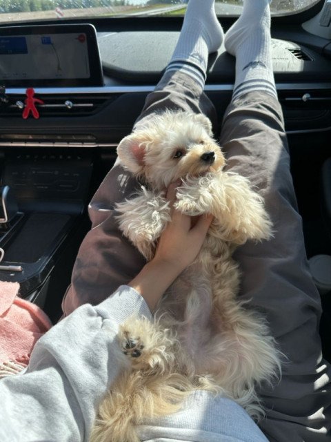 Carlos Vega's puppy