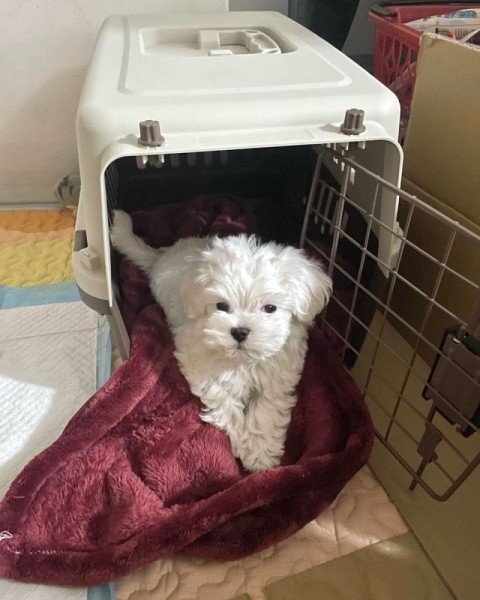 Aisha Ndiaye's puppy