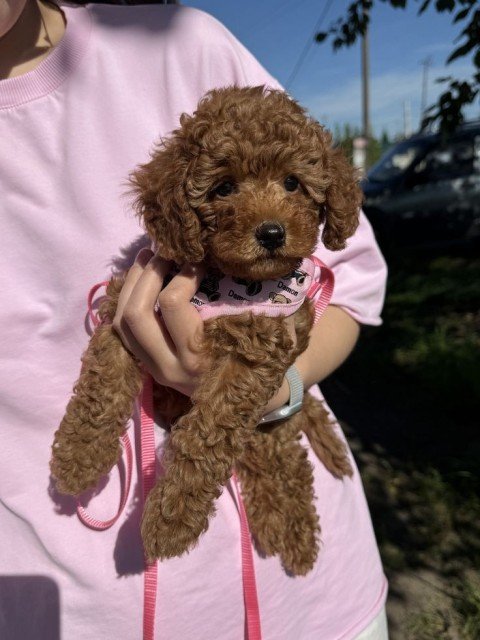 Priya Sharma's puppy