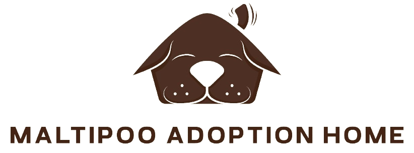 maltipoo adoption home