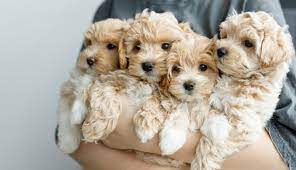 maltipoo puppies for adoption